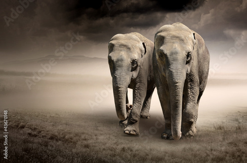 Fototapeta Pair of elephants in motion