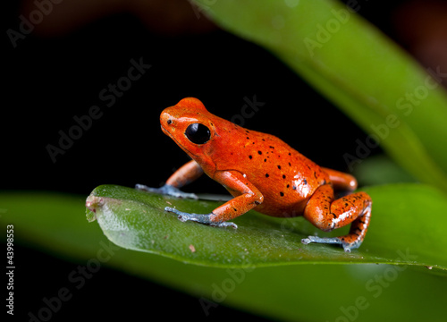  red poison dart frog