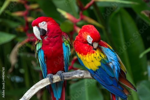  Couple of Green-Winged and Scarlet macaws in nature surrounding