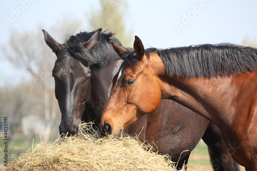 Fototapeta Two horses eating hay