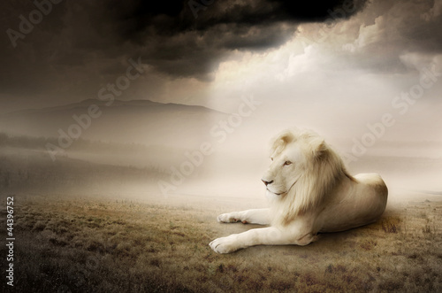 Fototapeta White lion at sunset
