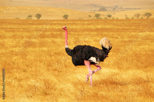 Fototapeta Male Ostrich Dancing