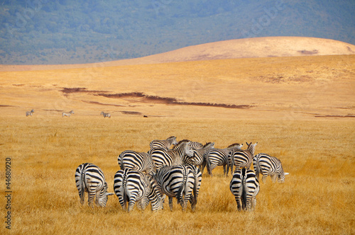 Fototapeta Zebras in der Savanne