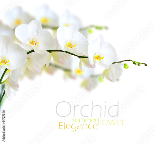 Fototapeta White orchid