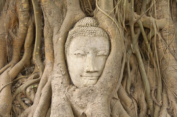 Head of sandstone buddha in the bodhi <b>tree roots</b> - 240_F_44944944_Mc0tSJVHrMsjwmg5nVOAdUtzMdF2G4AT