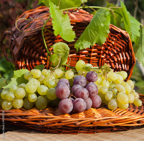 Fototapeta Harvest of grapes on a background of wicker basket