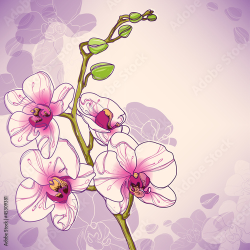 wektorowa-galaz-orchidee