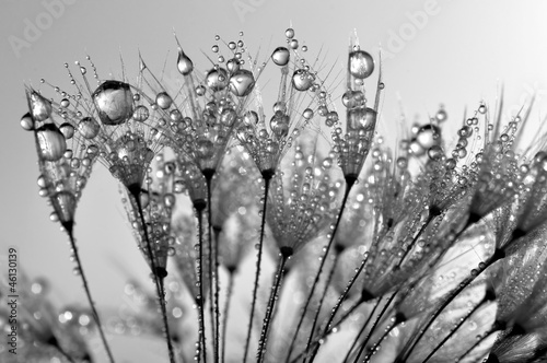 Lacobel dewy dandelion