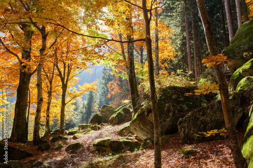 Lacobel foresta in autunno