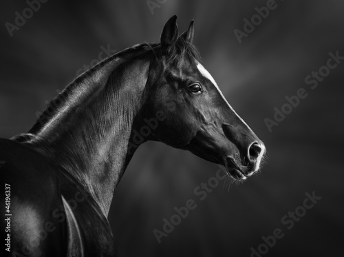  Black and white portrait of arabian stallion