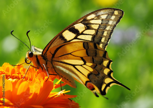 Lacobel Papilio Machaon butterfly sitting on marigold flower