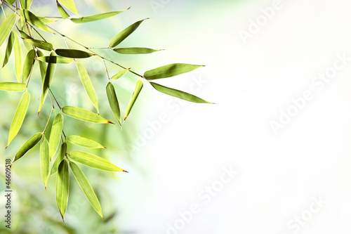 Lacobel Bamboo leaves