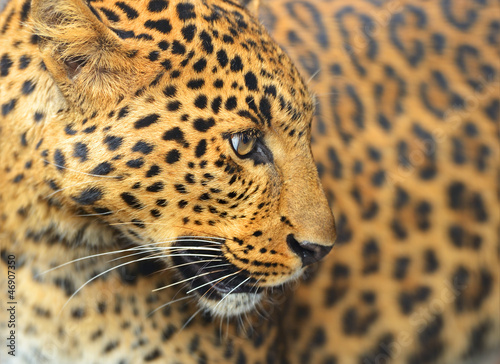 Lacobel Leopard