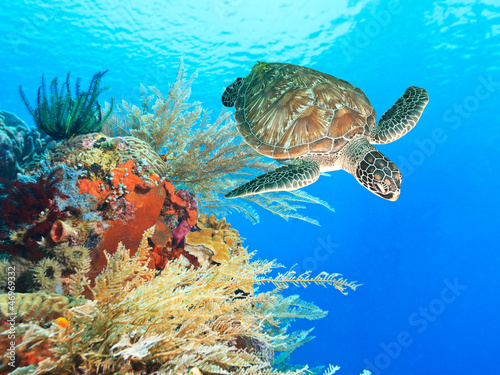 Fototapeta Turtle and coral