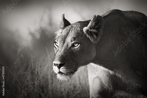 Fototapeta Lioness stalking