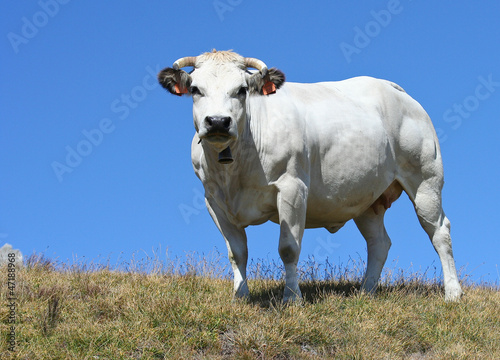 Splendida mucca piemontese bianca, pascolo brado © defender06
