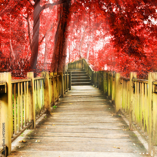 schody-do-dzungli-park-narodowy-chiang-mai-tajlandia