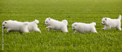Samoyed dog