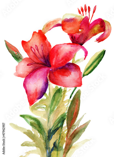  Beautiful Lily flowers