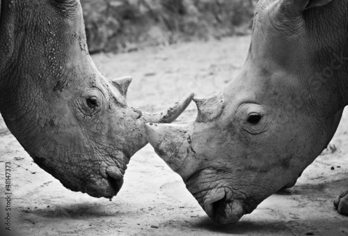  Rhino , black and white