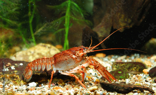 Lacobel Narrow-clawed crayfish Astacus leptodactylus in nature