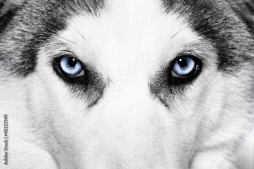 bliska-strzal-z-husky-psa