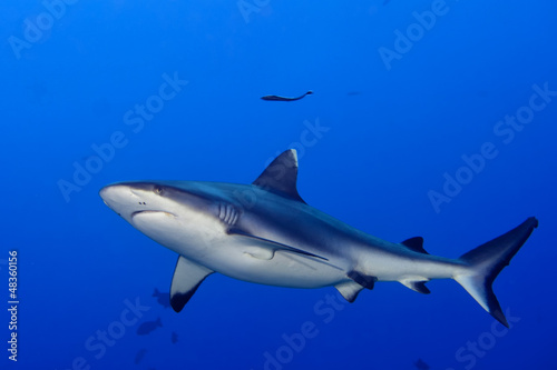 Fototapeta A grey shark jaws ready to attack underwater close up portrait