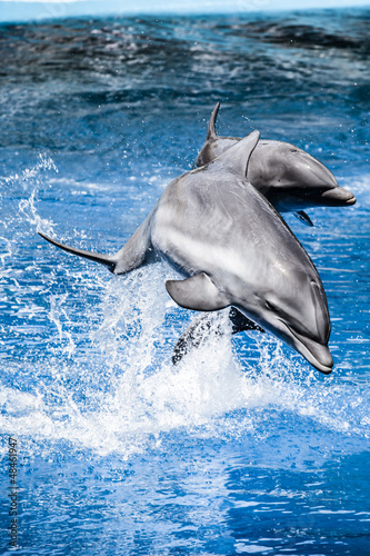 Fototapeta Dolphins swim in the pool