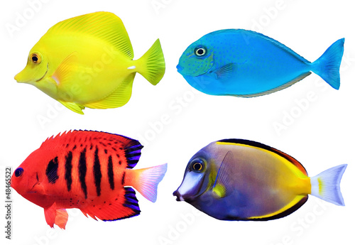 Fototapeta Set of tropical sea fishs