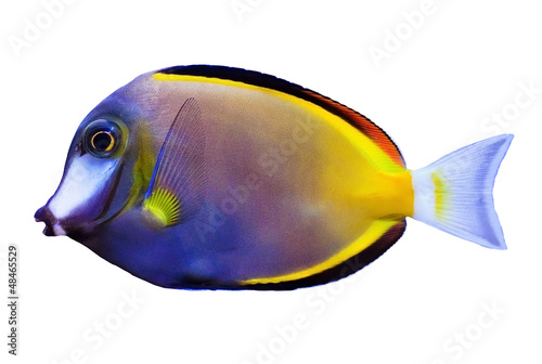 Lacobel Japonicus fish