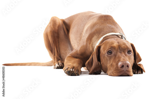 Poster Tired dog. Brown beautiful Hungarian Vizsla. Isolated on white.