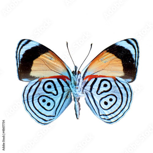 Photo : Papillon sur fond blanc en haute definition