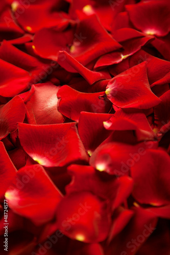  Background of red rose petals