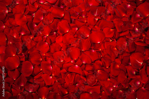 Fototapeta Background of red rose petals