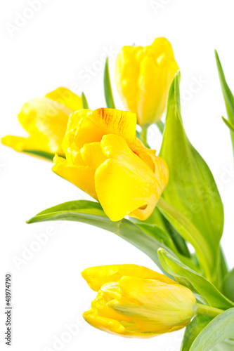 zolci-tulipany-odizolowywajacy-na-bielu