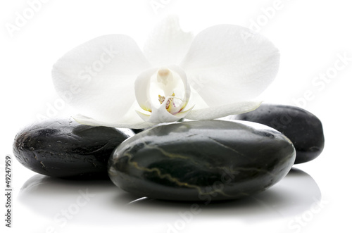 Orchid flower on zen stones