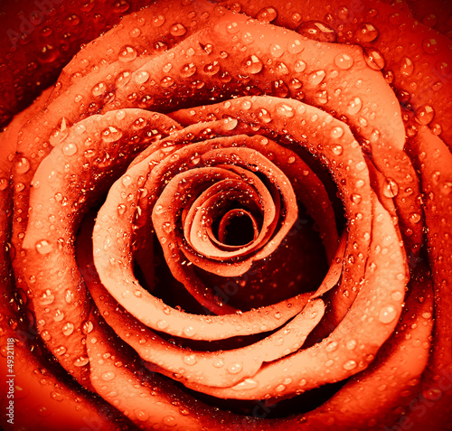 Fototapeta Red rose background