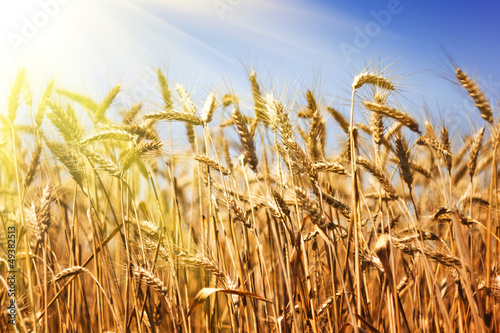 Fototapeta Wheat field on blue sky