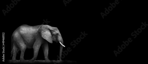 Obraz na płótnie African Elephant Walking