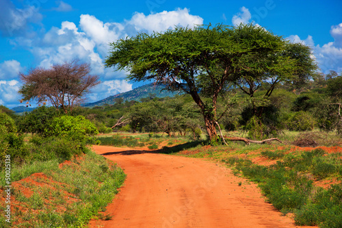 Fototapeta Red ground road, bush with savanna. Tsavo West, Kenya, Africa