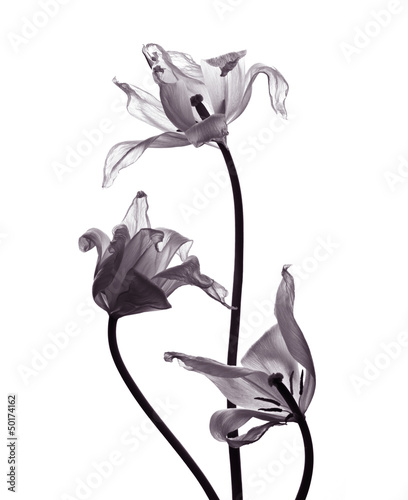 trzy-tranparent-tulipany-na-bialym-tle