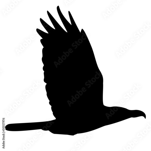 Lacobel Adler fliegend