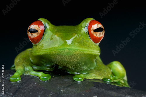 Fototapeta Red-Eyed Tree Frog / Boophis luteus
