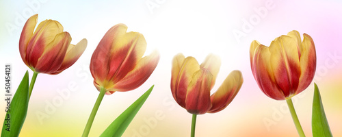 Fototapeta tulipany