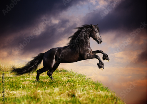 Fototapeta Black Friesian horse gallop