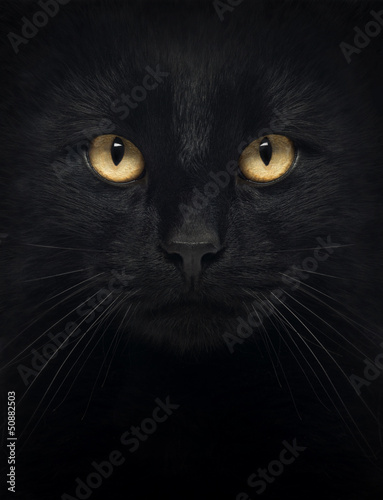 Fototapeta Close-up of a Black Cat looking at the camera