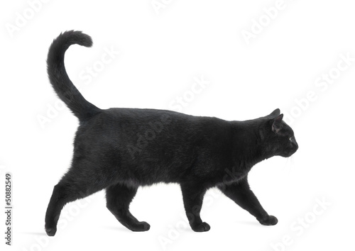 Fototapeta Side view of a Black Cat walking, isolated on white