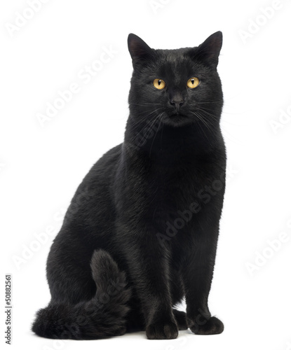 Fototapeta Black Cat sitting and looking at the camera, isolated on white