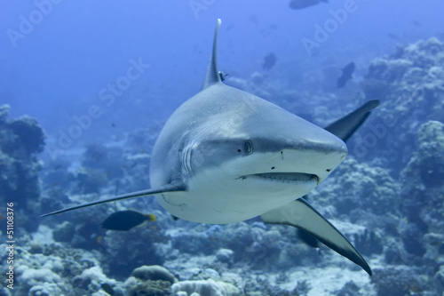 Fototapeta A grey shark jaws ready to attack underwater close up portrait