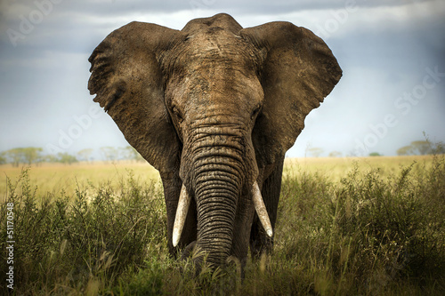 Fototapeta sfondo di elefante